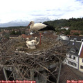 15_00-nest.jpg