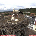 15_05-nest.jpg