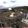 15_10-nest.jpg