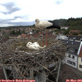 15_15-nest.jpg