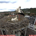 15_20-nest.jpg