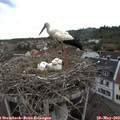15_25-nest.jpg
