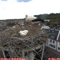15_30-nest.jpg