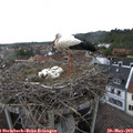 15_35-nest.jpg