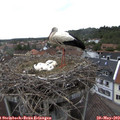 15_40-nest.jpg
