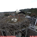 15_45-nest.jpg