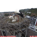 15_50-nest.jpg