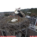 15_55-nest.jpg