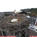 16_00-nest.jpg