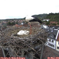 16_05-nest.jpg