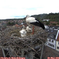 16_10-nest.jpg