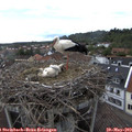 16_15-nest.jpg