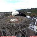 16_20-nest.jpg