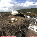 16_25-nest.jpg