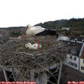 16_30-nest.jpg