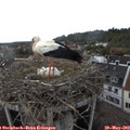 16_35-nest.jpg