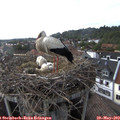 16_40-nest.jpg
