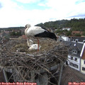 16_45-nest.jpg