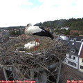 16_50-nest.jpg