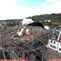 16_55-nest.jpg