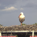 17_00-mast.jpg