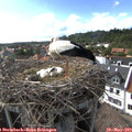 17_00-nest.jpg