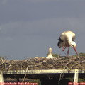 17_15-mast.jpg