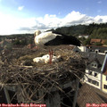 17_15-nest.jpg