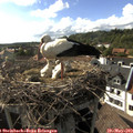 17_20-nest.jpg