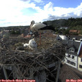 17_35-nest.jpg