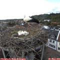 17_40-nest.jpg