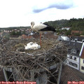 17_45-nest.jpg