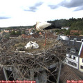 17_50-nest.jpg