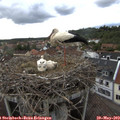 17_55-nest.jpg