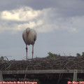 18_00-mast.jpg