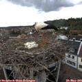 18_00-nest.jpg