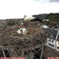18_05-nest.jpg
