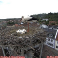 18_10-nest.jpg
