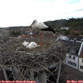 18_15-nest.jpg