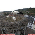 18_20-nest.jpg