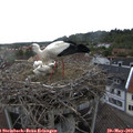 18_25-nest.jpg