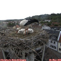 18_30-nest.jpg