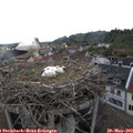 18_35-nest.jpg