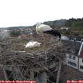 18_40-nest.jpg