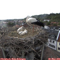 18_45-nest.jpg