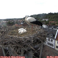 18_50-nest.jpg