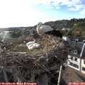 18_55-nest.jpg