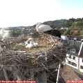 19_00-nest.jpg