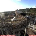 19_05-nest.jpg
