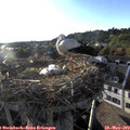 19_10-nest.jpg